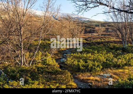 Il Pilegrimsleden nel tardo autunno al sole della sera. Percorso del pellegrino, Dombås, Dovre Nationalpark, Innlandet, Norvegia Foto Stock