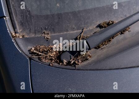 Auto sporca, diramazioni sul cofano, parabrezza polveroso. Auto abbandonata sulla strada. Foto Stock