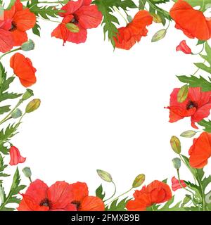 Cornice quadrata acquerello con fiori di campo di papaveri rossi. Foto Stock