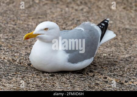 Aringa Gull (Larus argentatus) seduta su una pista di cemento. Foto Stock