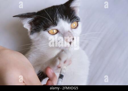 medico o proprietario che tiene un gatto gattino piccolo e che usa la siringa per alimentare un medicinale a portata di mano a casa o in clinica di veterinario. Cat, PET, animali e veterinario con Foto Stock