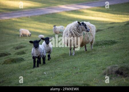 EWE e 2 agnelli a croce di Suffolk Mule a testa nera, in pasta verde, Cotswolds, Gloucestershire, Inghilterra, Regno Unito, Europa Foto Stock