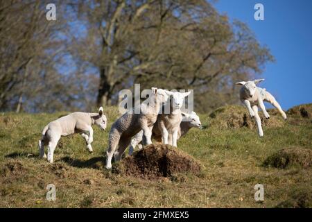 Agnelli primaverili che giocano e saltano in aria sulle pendici dell'erba, Cotswolds, Gloucestershire, Inghilterra, Regno Unito, Europa Foto Stock