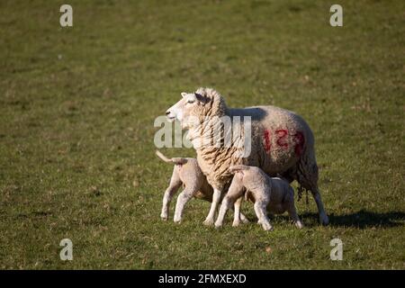 Pecora con 2 agnelli da alimentazione, Cotswolds, Gloucestershire, Inghilterra, Regno Unito, Europa Foto Stock