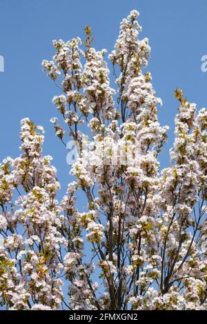 Prunus Amanogawa primavera stagione bellezza fioritura Foto Stock