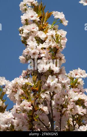 Prunus Amanogawa primavera stagione bellezza fioritura Foto Stock