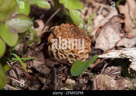 Giallo Morel, funghi - Smardz jadagny Foto Stock
