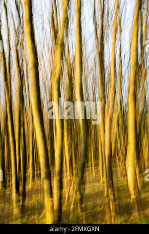 Movimento intenzionale della telecamera di un bosco locale con gli alberi bagnati dalla luce solare della sera d'oro. Foto Stock