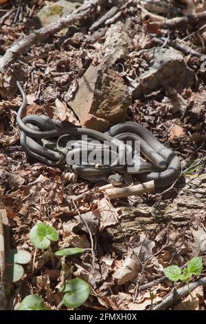 Un gruppo di serpenti di erba - Zaskroniec zwyczajny Foto Stock