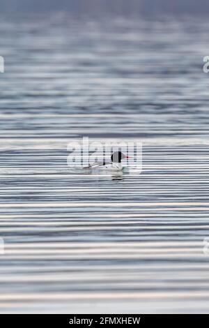 Un maschio comune Merganser (Mergus merganser) nuotare in increspature sul lago Michigan. Foto Stock