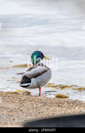 Un maschio Mallard Duck (Anas platyrhynchos) drake in piedi su una gamba sulla spiaggia del lago Michigan. Foto Stock