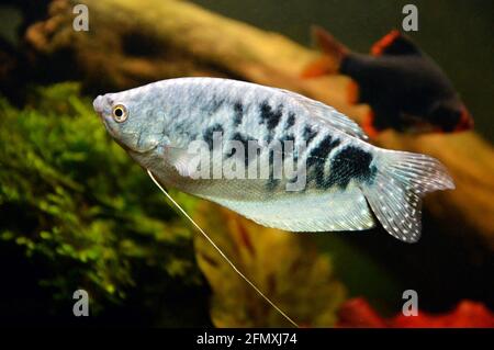 Un bel pesce blu di tipo tre spot gourami e varietà opalina gourami o blu gourami. Si tratta di un pesce tropicale e asiatico. Foto Stock