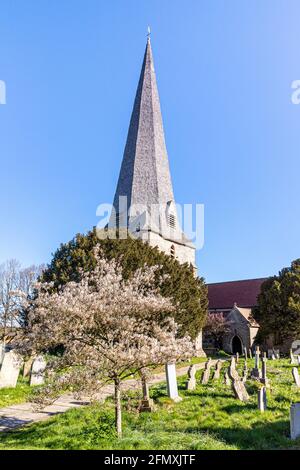 Fioritura primaverile nel cortile di St Mary, St Peter & St Paul Church a Westbury su Severn, Gloucestershire UK Foto Stock