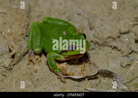 rana di albero comune maschile, hyla arborea accovacciato in una foresta lungo il fiume in austria Foto Stock