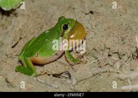 rana di albero comune maschile, hyla arborea accovacciato in una foresta lungo il fiume in austria Foto Stock