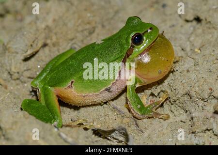rana di albero comune maschile, hyla arborea accovacciato in una foresta lungo il fiume in austria Foto Stock