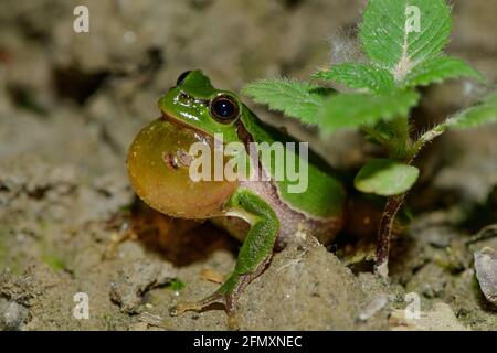 rana di albero comune maschile, hyla arborea accovacciato in una foresta lungo il fiume in austria Foto Stock