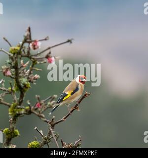 Un carduelis cardfinch arroccato sui rami di a. Albero fiorito in un giardino britannico Foto Stock