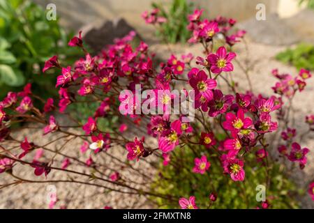 Saxifraga arendsii. fioritura saxifraga in giardino di roccia. Rockery con piccoli fiori rosa, sfondo naturale. Foto Stock