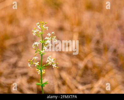 Album Galium - paglia bianca su un prato - poco profonda profondità di campo Foto Stock