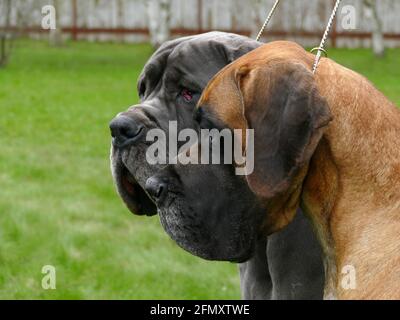 Due grandi dane cane faccia, primo piano ritratto Foto Stock