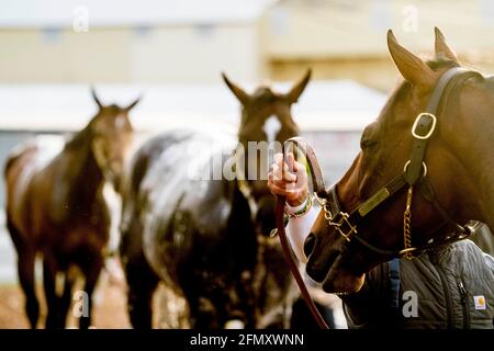 Baltimora, Maryland, Stati Uniti. 28 Marzo 2017. 12 maggio 2021: Rombauer e Midnight Bourbon si fanno un bagno dopo l'esercizio come Preakness Stakes hopefuls treno al Pimlico Race Course a Baltimora, Maryland. Scott Serio//Eclipse Sportswire/CSM/Alamy Live News Foto Stock