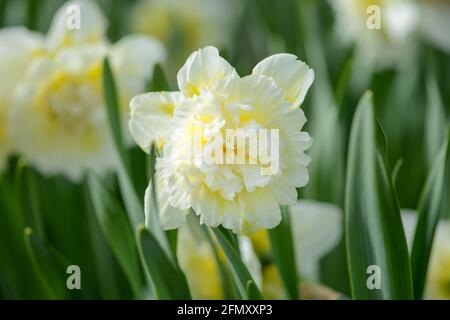 Daffodil (Narcissus) varietà Ice King fiorisce in un giardino. Primo piano. Foto Stock