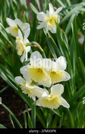 Daffodil (Narcissus) varietà Ice Follies fiorisce in un giardino. Primo piano. Foto Stock