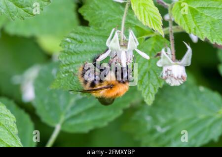 Muschio carder ape Bombus muscorum bumblebee alimentazione su fiori di lampone selvatico Highlands della Scozia Foto Stock