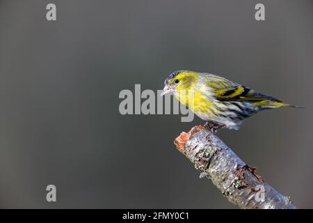 Maschio europeo Siskin Spinus spinus su ramo Foto Stock