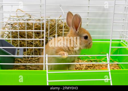 Coniglio rosso-arato su in una gabbia. Un bel cucciolo. Animale soffice, pelliccia. Casa, gioia. Il coniglio è in piedi con le sue orecchie sollevate. Primo piano. Foto Stock