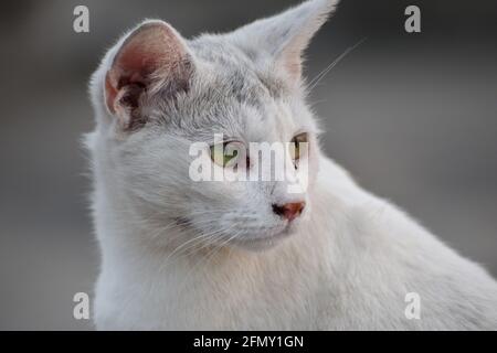 Combattimento di gatto, gatto rilassante sotto l'ombra dell'albero nel suo habitat naturale, gatto su sfondo bianco Foto Stock