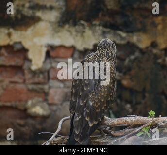 Aquila nera che si trova su un ramo di un albero, ambientazione sotto l'ombra nel suo habitat naturale Foto Stock