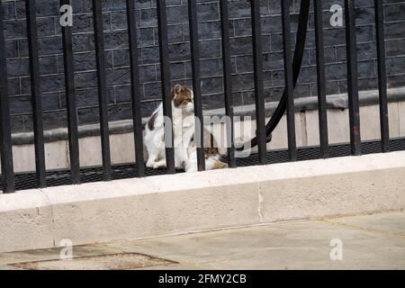 Londra, Regno Unito. 12 maggio 2021. Anatre in Downing Street ottenere una scorta della polizia per tenerli al sicuro da larry il gatto di Downing Street, visto qui tenendo un occhio vicino sugli intrusi Credit: Ian Davidson/Alamy Live News Foto Stock