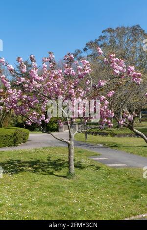 Un albero ornamentale di ciliegio nano in piena fioritura. Foto Stock