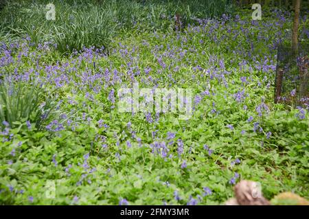 Bluebells (hyacinthoides non-scripta) crescere e fiorire nel sole di primavera, Yorkshire orientale, Inghilterra, Regno Unito, GB. Foto Stock