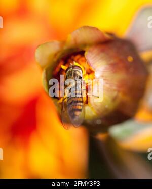 Primo piano di un'azione macro di un'alimentazione di volata su un arancione fiore germoglio su uno sfondo arancione sfocato Foto Stock