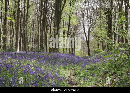 Bluebells in Valley - West Woods, Wiltshire. REGNO UNITO Foto Stock