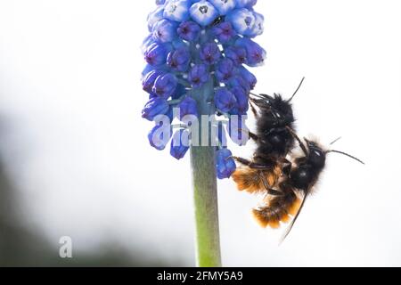 Gehörnte Mauerbiene, Paarung, Kopulation, Kopula, Männchen und Weibchen, Osmia cornuta, l'ape europea di frutteto, l'ape di frutteto, l'ape di hornfaced, maschio e il fem Foto Stock