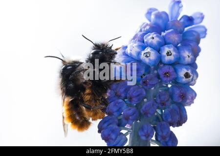 Gehörnte Mauerbiene, Paarung, Kopulation, Kopula, Männchen und Weibchen, Osmia cornuta, l'ape europea di frutteto, l'ape di frutteto, l'ape di hornfaced, maschio e il fem Foto Stock