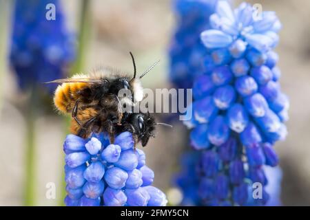 Gehörnte Mauerbiene, Paarung, Kopulation, Kopula, Männchen und Weibchen, Osmia cornuta, l'ape europea di frutteto, l'ape di frutteto, l'ape di hornfaced, maschio e il fem Foto Stock