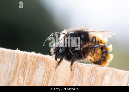 Gehörnte Mauerbiene, Paarung, Kopulation, Kopula, Männchen und Weibchen, Osmia cornuta, l'ape europea di frutteto, l'ape di frutteto, l'ape di hornfaced, maschio e il fem Foto Stock