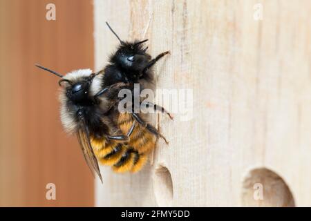 Gehörnte Mauerbiene, Paarung, Kopulation, Kopula, Männchen und Weibchen, Osmia cornuta, l'ape europea di frutteto, l'ape di frutteto, l'ape di hornfaced, maschio e il fem Foto Stock