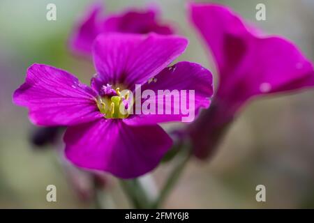 Viola-rosa primavera bloomer Aubrieta gracilis 'Kitte' con cuore giallo. Sfondo sfocato Foto Stock