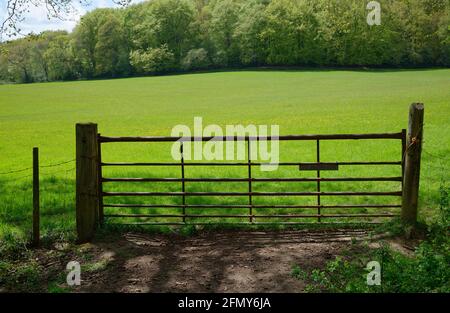 Un cancello di campo con una bella vista primaverile di boschi e prateria con fiori di farfalle. Foto Stock