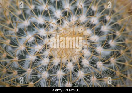 Echinocactus grusonii, cactus dorato del cilindro, sfera dorata o cuscino del suocero visto dall'alto Foto Stock