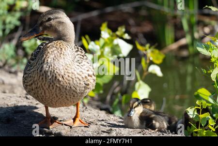 Una femmina d'anatra mallard (anas platyrhynchos) con anatroccoli per bambini sulla riva di Haskell Creek nella Riserva Naturale di Sepulveda Basin, Woodley, California Foto Stock