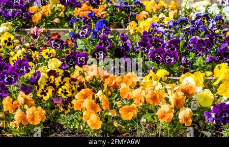 East Budleigh in fiore mostra. Foto Stock