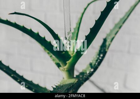 pipettare con una goccia di siero facciale con estratto di aloe sullo sfondo di una pianta di aloe sfocata. prodotto cosmetico Foto Stock