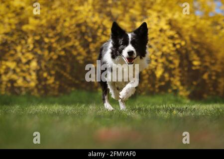 Happy Border Collie corre nel parco durante la primavera. Adorabile cane bianco e nero che è attivo con sfondo fiorito giallo. Foto Stock